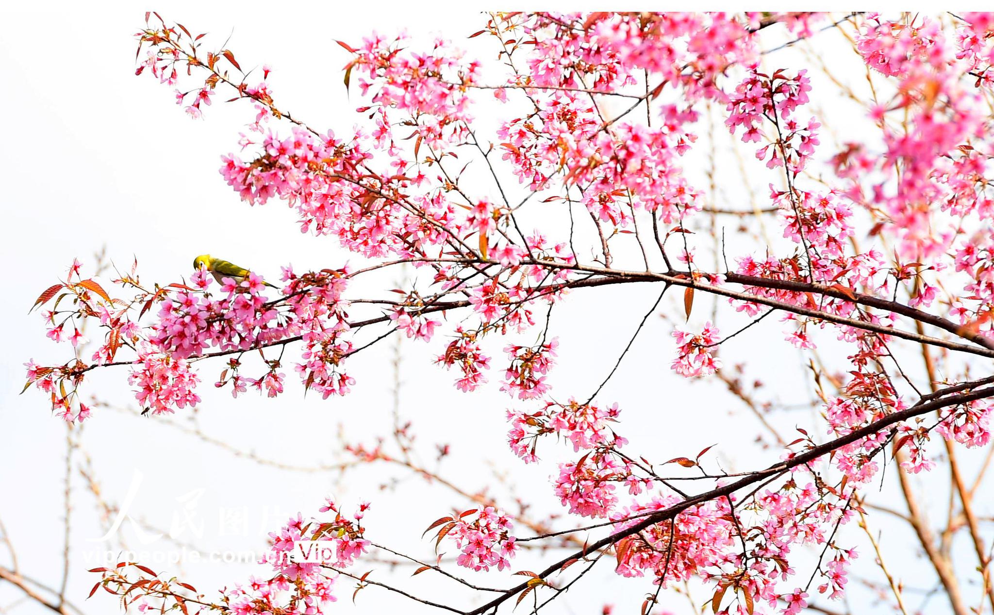 云南罗平早樱花开