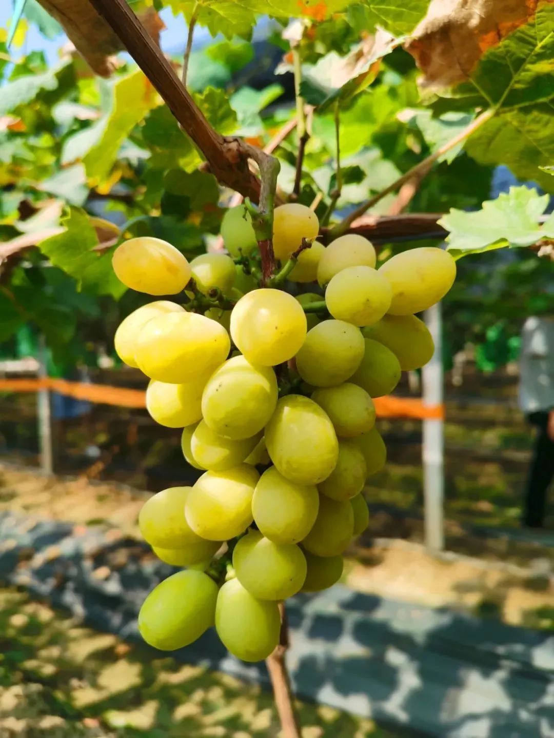 【我在广东奔小康】靠"葡萄贵族"成功出圈的网红村长!