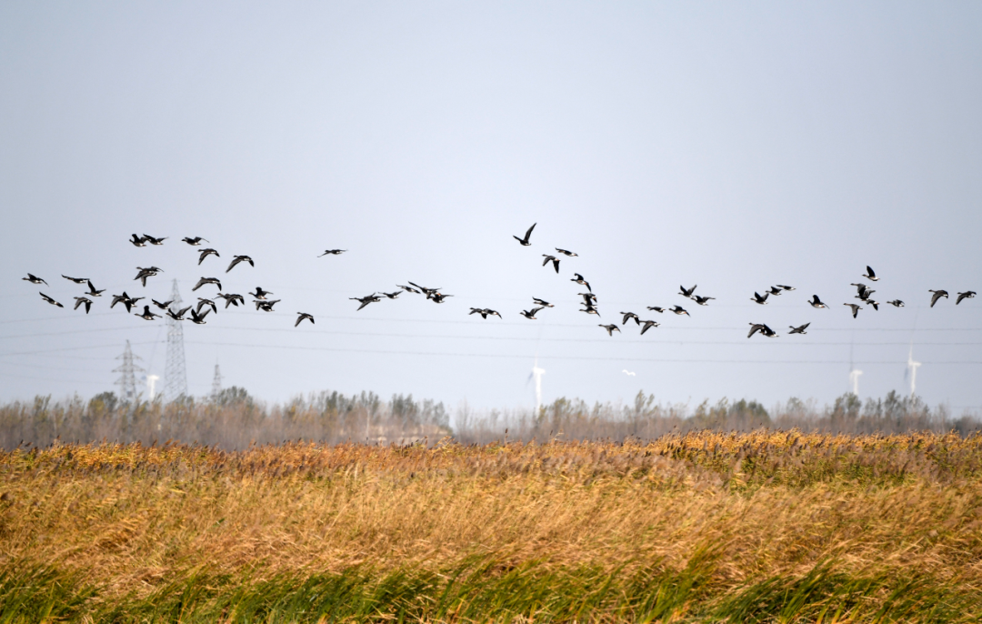 候鸟在七里海湿地上空飞翔（11月3日摄）。本报记者李然摄