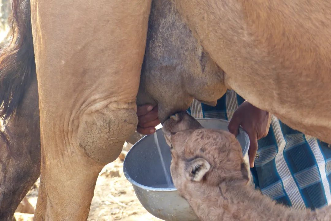 分开,也能继续产奶,而母骆驼就不一样了,在产仔后,只有在小骆驼吃奶时