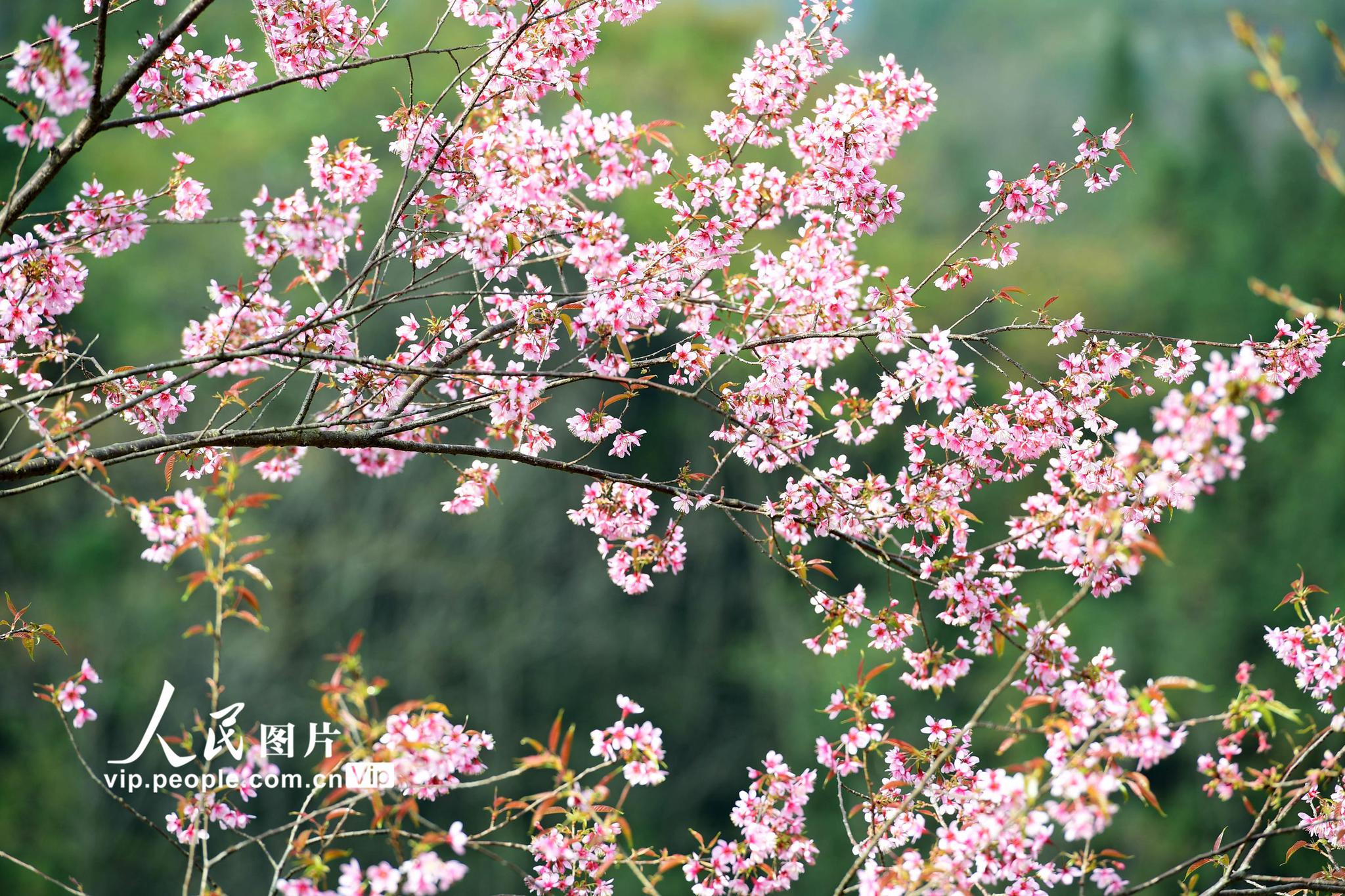 云南罗平早樱花开