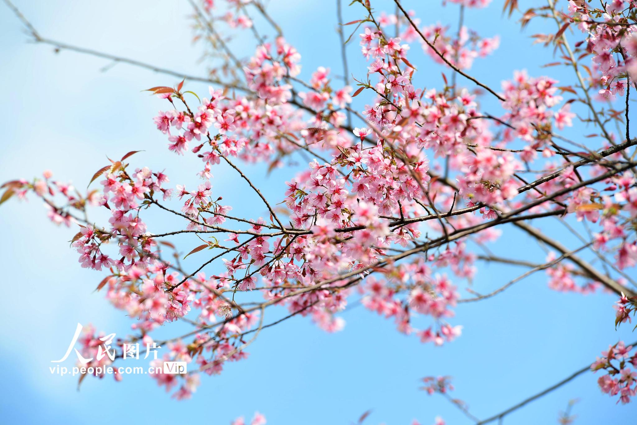 云南罗平早樱花开