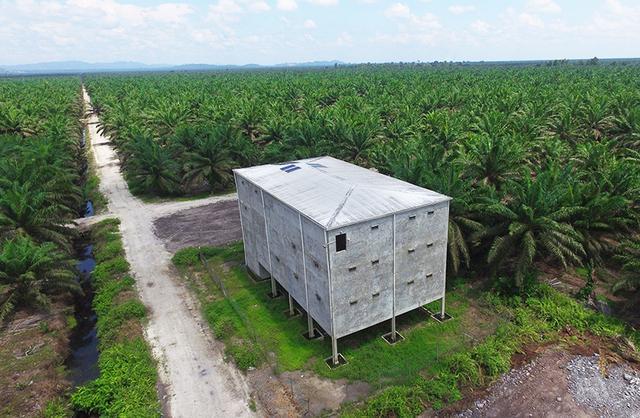 印尼加里曼丹岛戈氏金丝燕的故乡