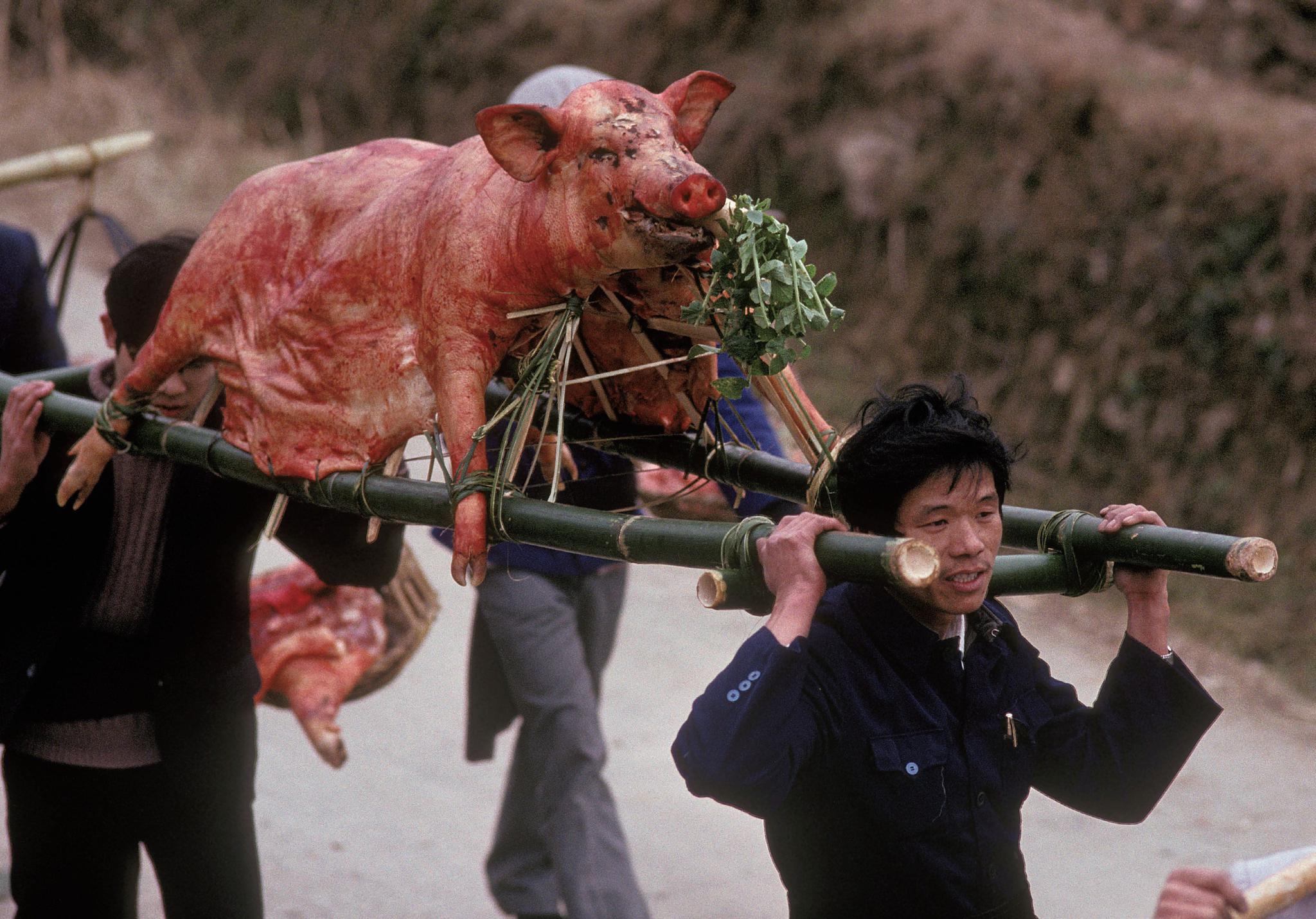 △ 1989年春节，广西八协，作为嫁妆的涂满血的整猪。