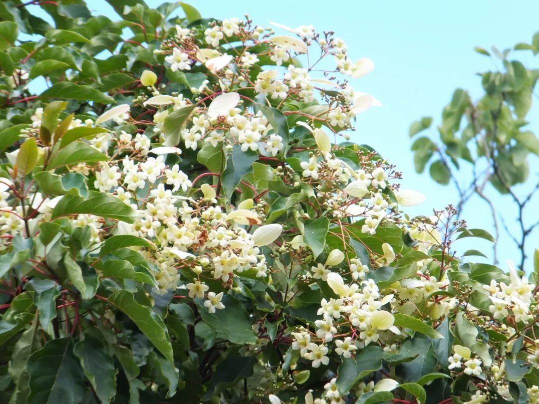 香果树的果实不香它凭什么叫香果树