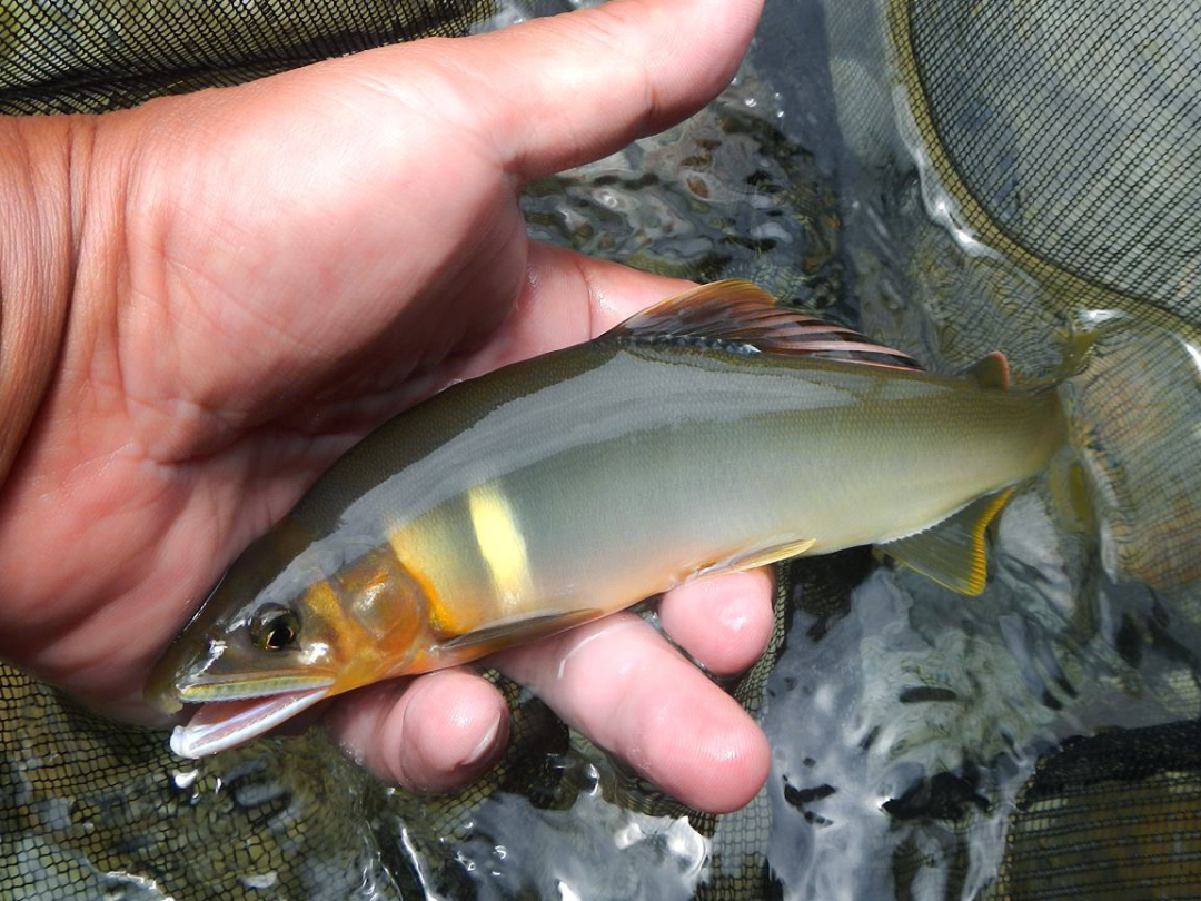 西瓜味的鱼你吃过吗