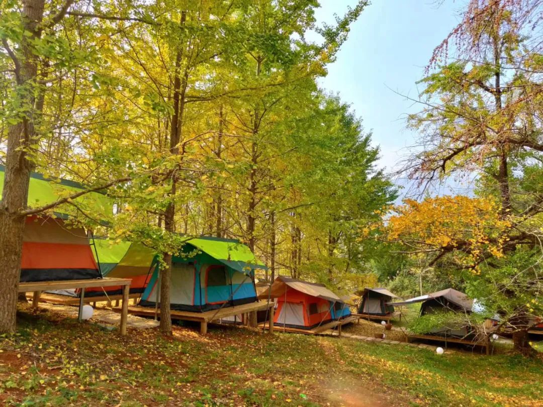 灵川海洋银杏进入最佳观赏期!广西人走起