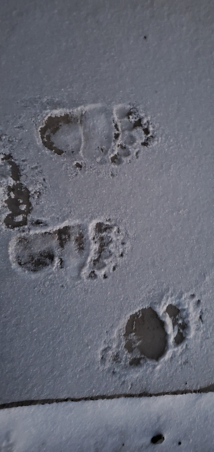 这是棕熊在"作案"后留在雪地上的脚印(2020年11月12日摄).