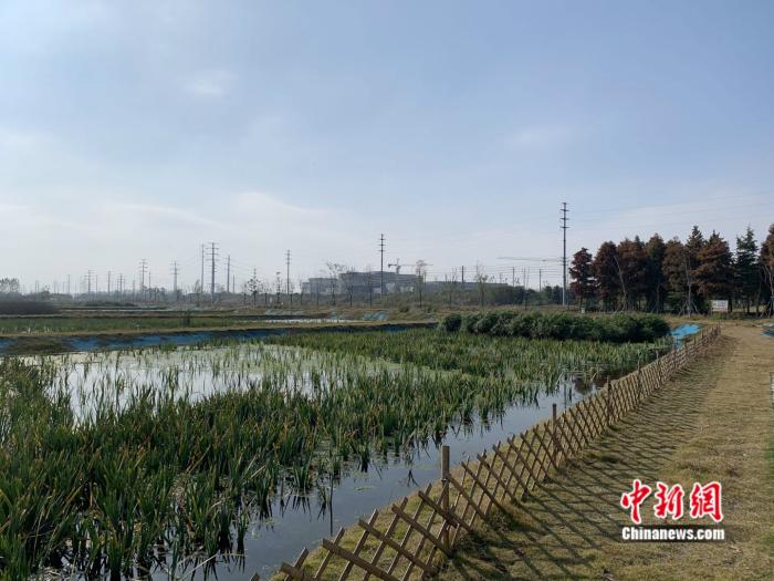 江苏泰兴经济开发区的一处污水处理尾水净化生态湿地工程。 中新网 彭婧如 摄
