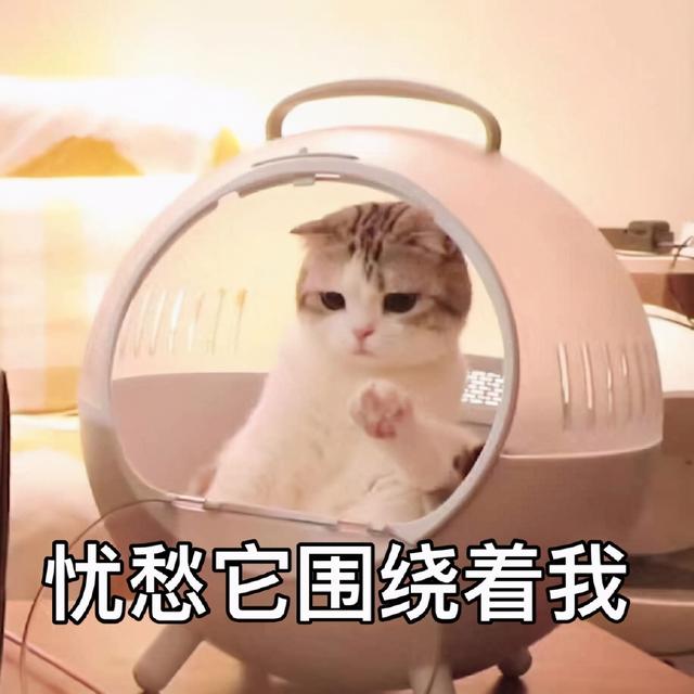 喵星人表情包合集|我太难了__财经头条