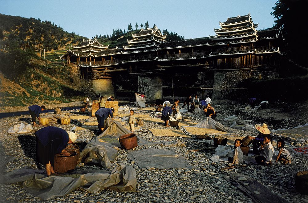 △ 1990年，广西岜团，村民赶在下雨前收稻谷。