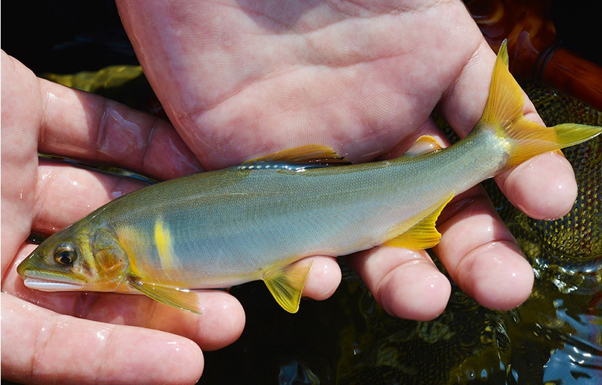 西瓜味的鱼你吃过吗