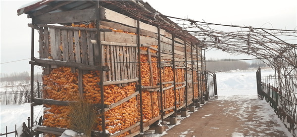 "藏粮"有神器 玉米住进"标准间"