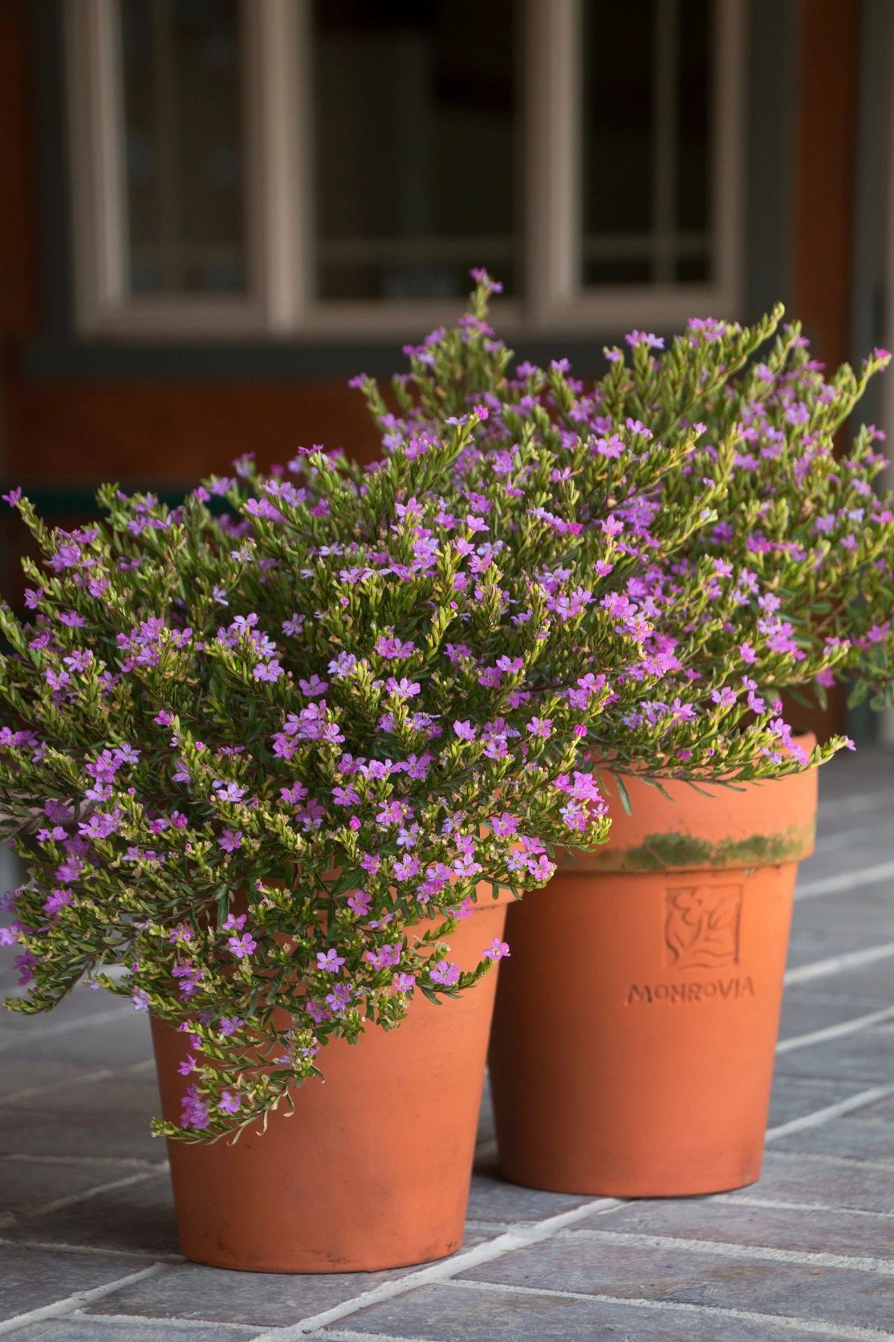 三个不同品种的满天星,有很多人会将它们混淆,来看看哪种适合你