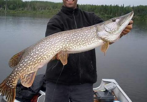 世界上"最长寿"的鱼,狗鱼最多能活200多岁,肉质也十分鲜美