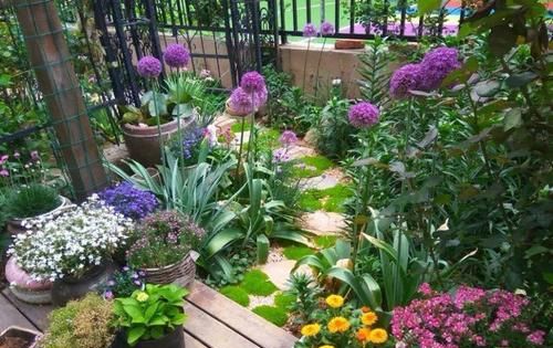 她家院子里开满了花像一个小花园好想去赏花真美