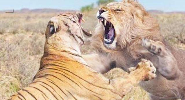 精彩!东北虎2分钟将非洲雄狮打趴下!实力证明谁才是大王!