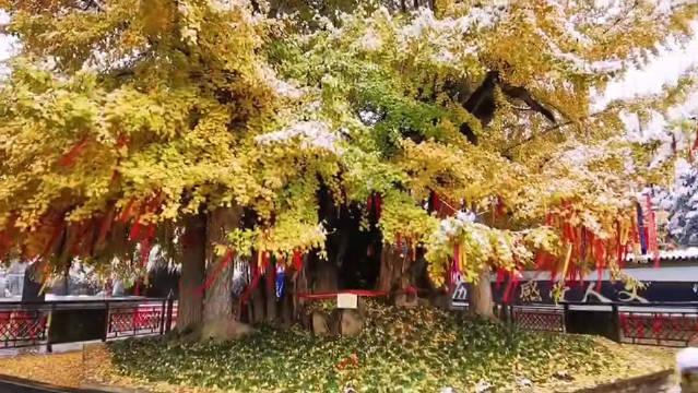 入冬微寒 有雪期盼 执笔问安 落雪为念 入冬微寒 有雪期盼 执笔问安 落雪为念