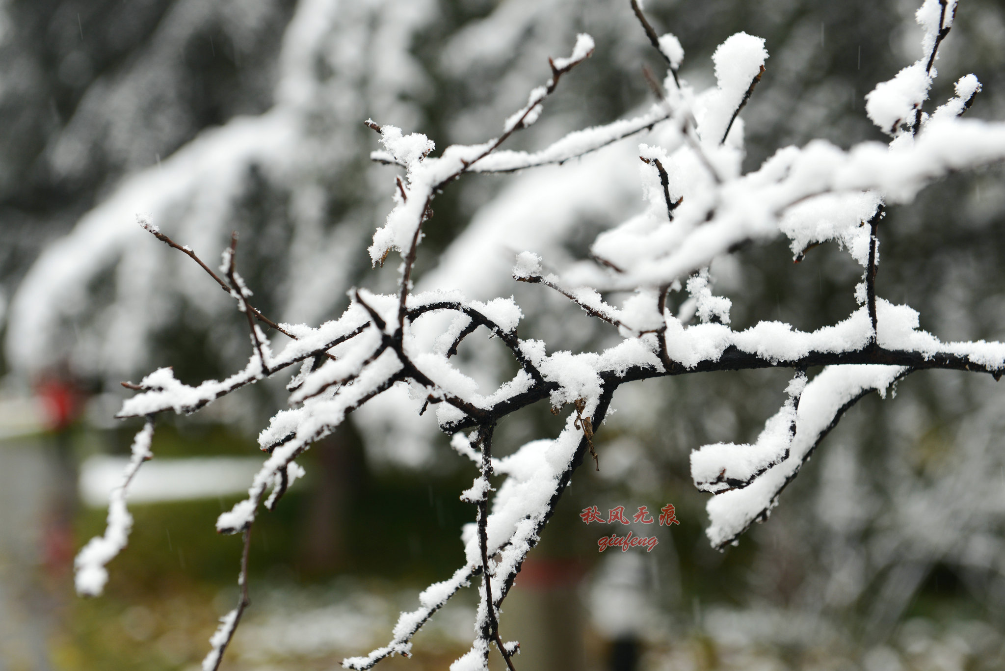 昨天是小雪节气,网络上看到的是秦岭雪花漫天的照片与消息,都市的天空