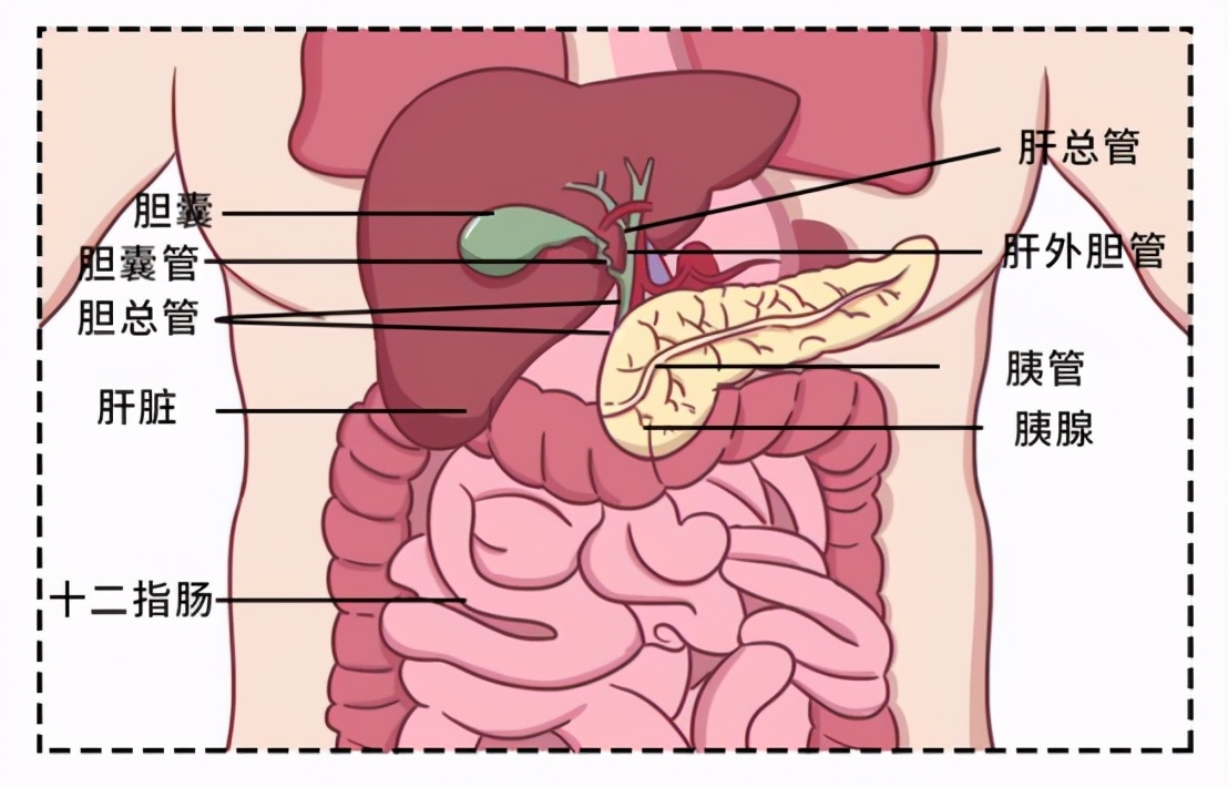 胃在人的左边还是右边图片