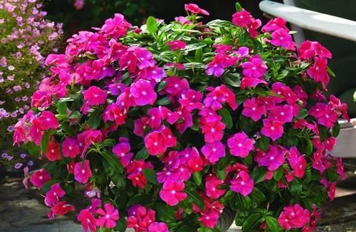 世界六大花期最长的花,养一盆全年有花赏,快看看你养过没?