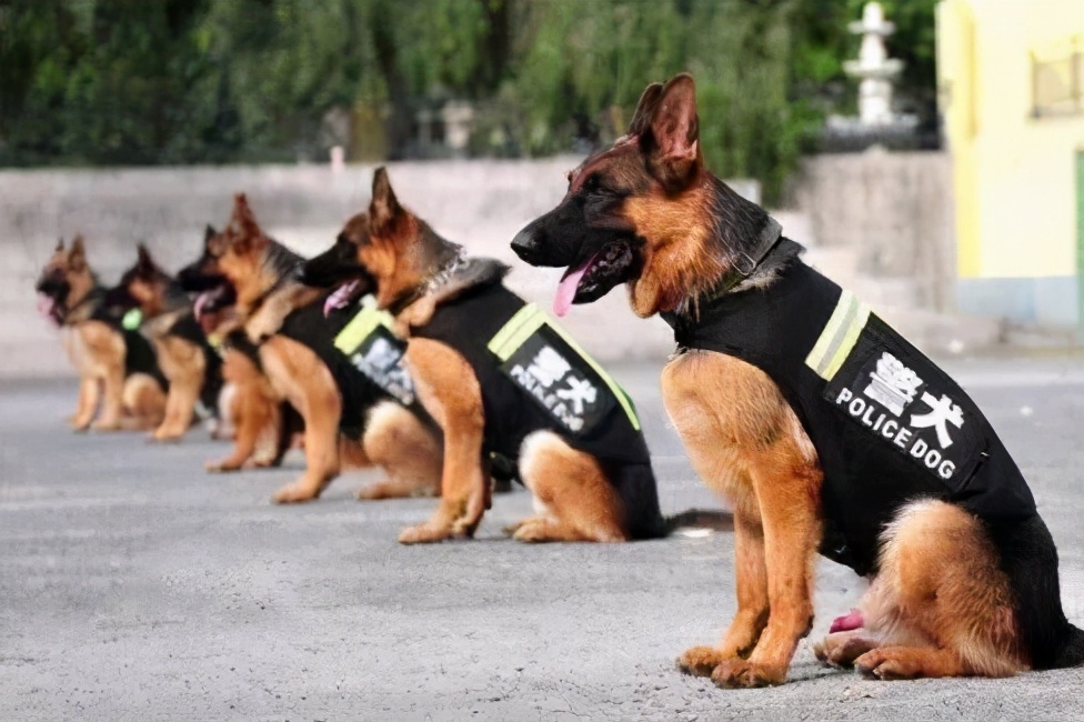 警界常见的五种警犬,有勇有谋,个个都是猛将|警犬|杜宾犬|昆明犬_新浪