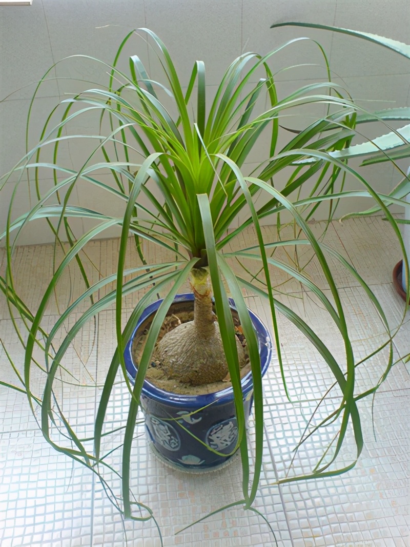 酒瓶兰皮糙肉厚生命力顽强有个大肚子耐旱耐寒大气寓意好