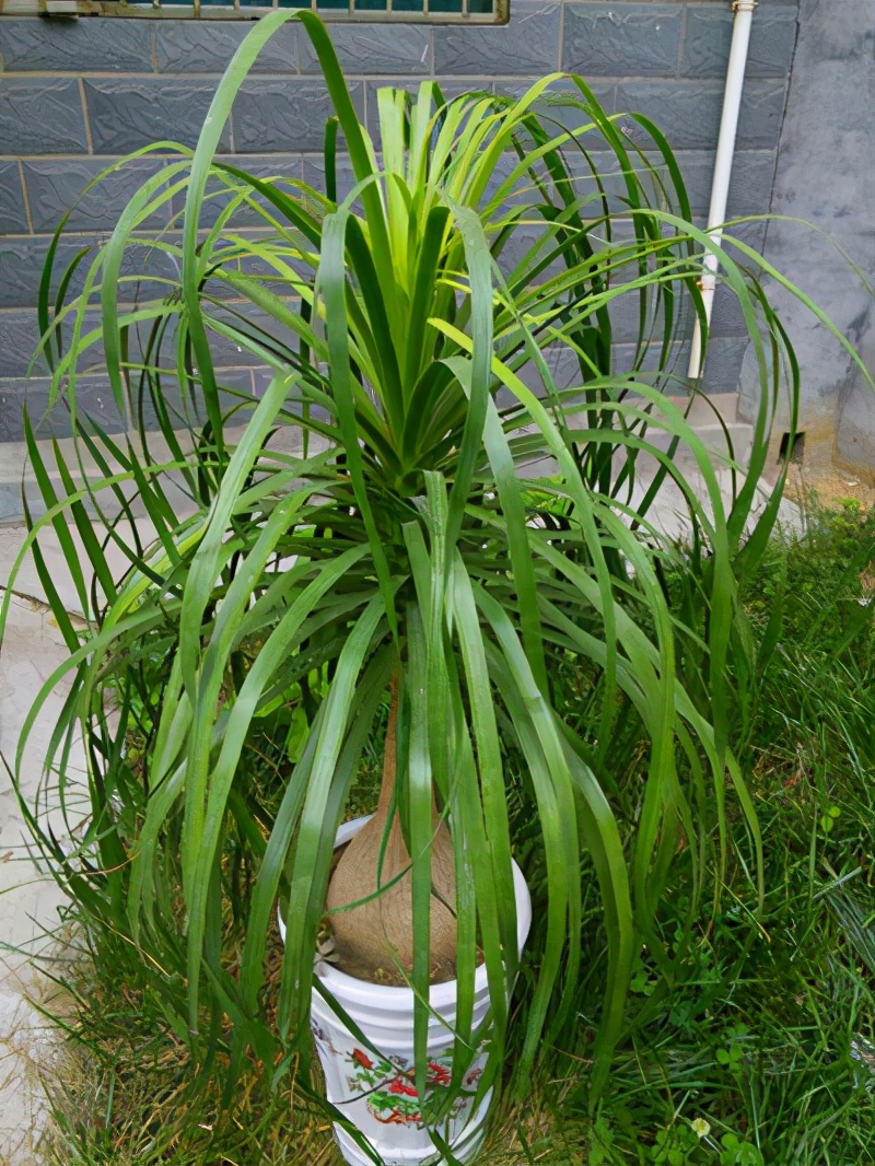 酒瓶兰皮糙肉厚生命力顽强有个大肚子耐旱耐寒大气寓意好