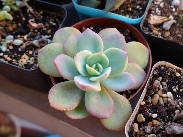 盆栽需牢记4件事!