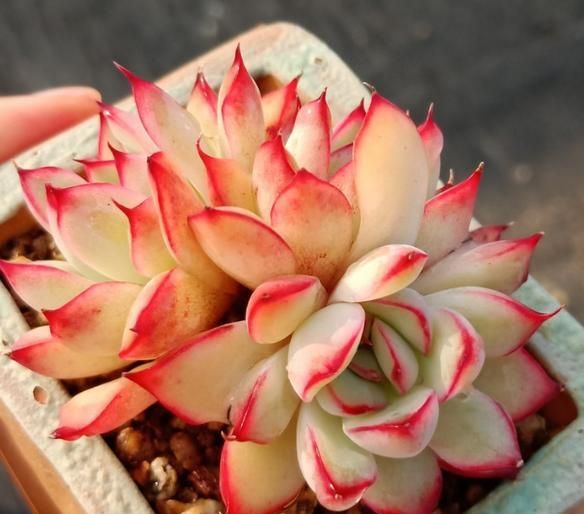 普货多肉荷花,越来越红,越来越美,无非把这5点做好