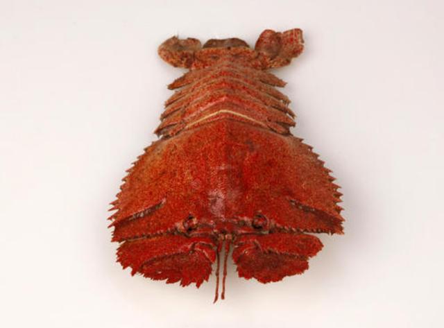 第四种:血钳这种海鲜之所以有这样的一个名字,其实是