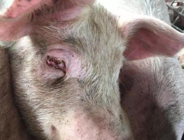 首先要排除猪舍空气质量差导致的母猪眼睛出问题