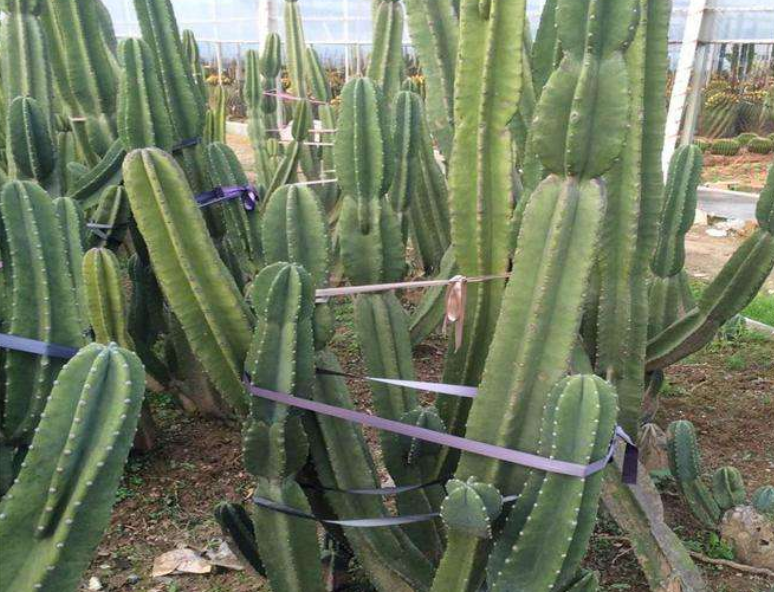 冬天的量天尺会冻死吗怎么保暖促生长试试这几种方法