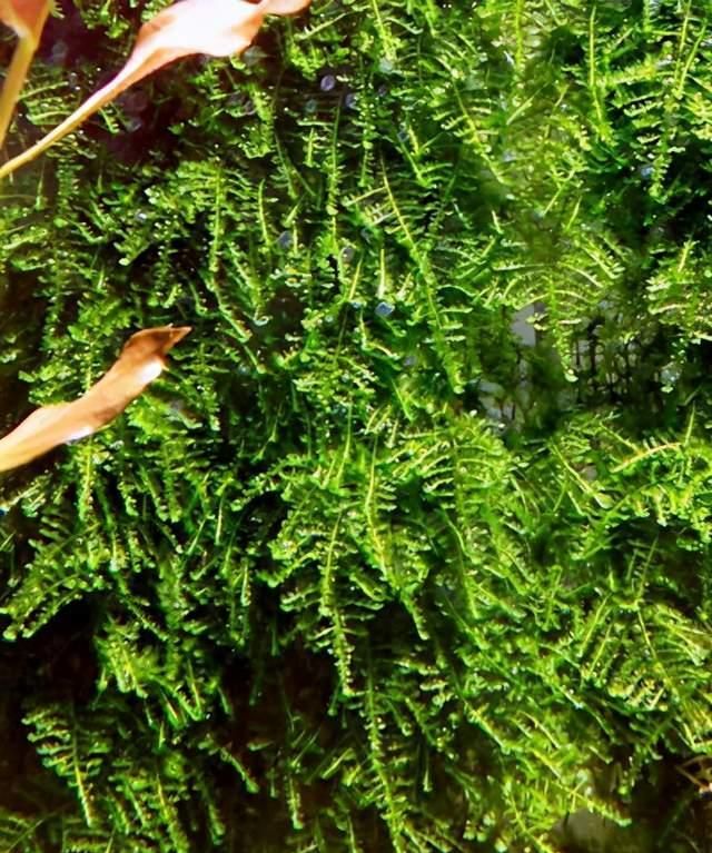 家里的生态鱼缸放这6种草,实用好看,还能给鱼儿补充能量