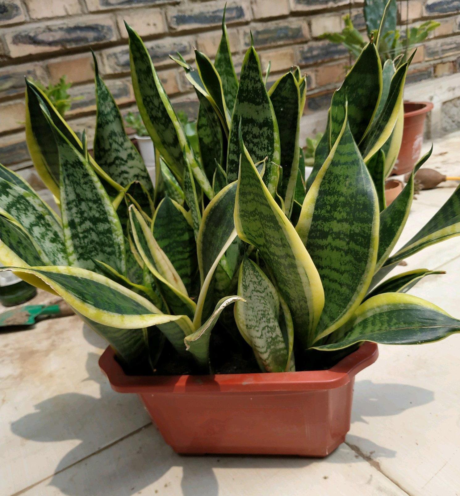 虎皮兰"半死不活"不长个?4个好方法,好好过冬,嗖嗖冒芽