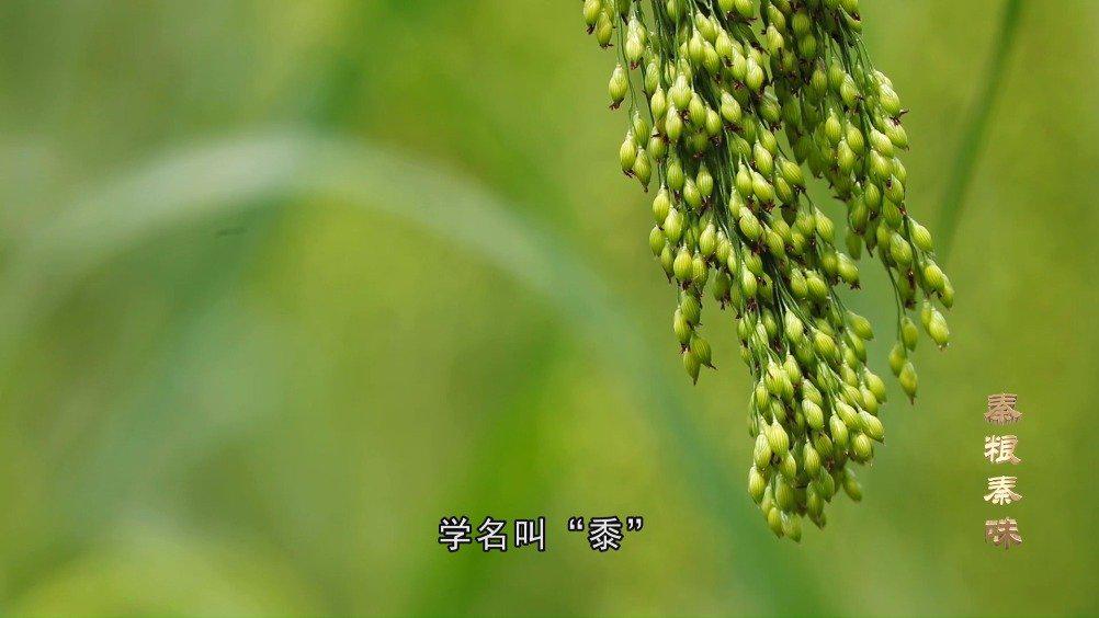 五谷杂粮中的“黍”到底是啥?你知道怎么念吗?_新浪新闻