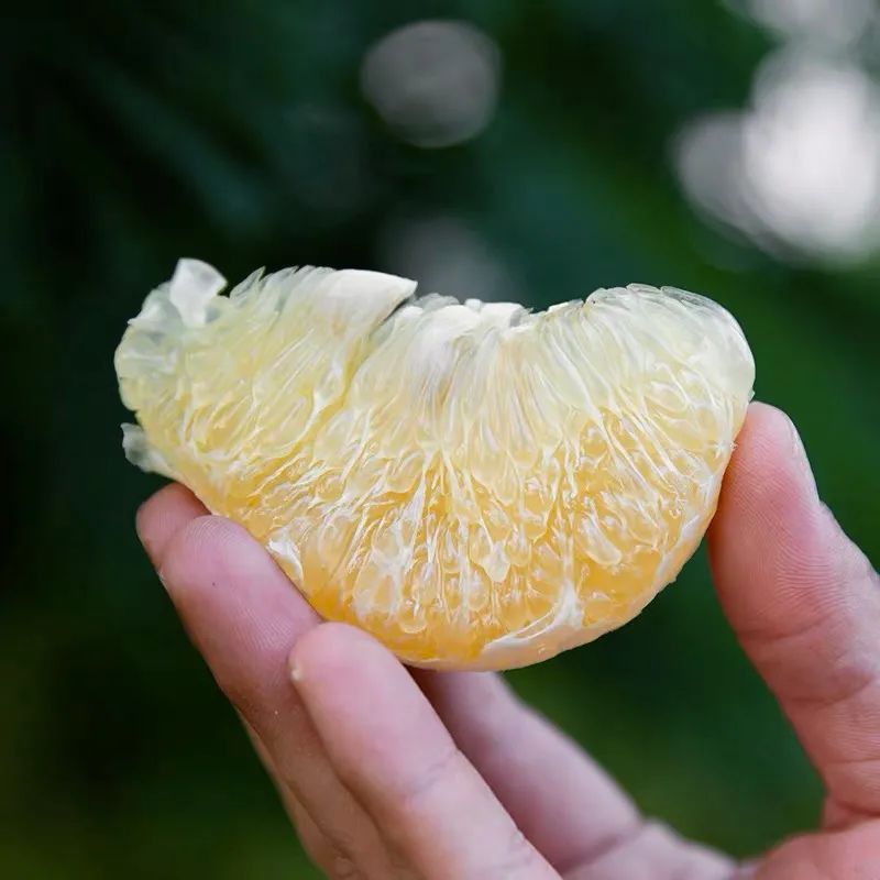 柚乡的葡萄柚上市了清甜多汁错过又要等一年