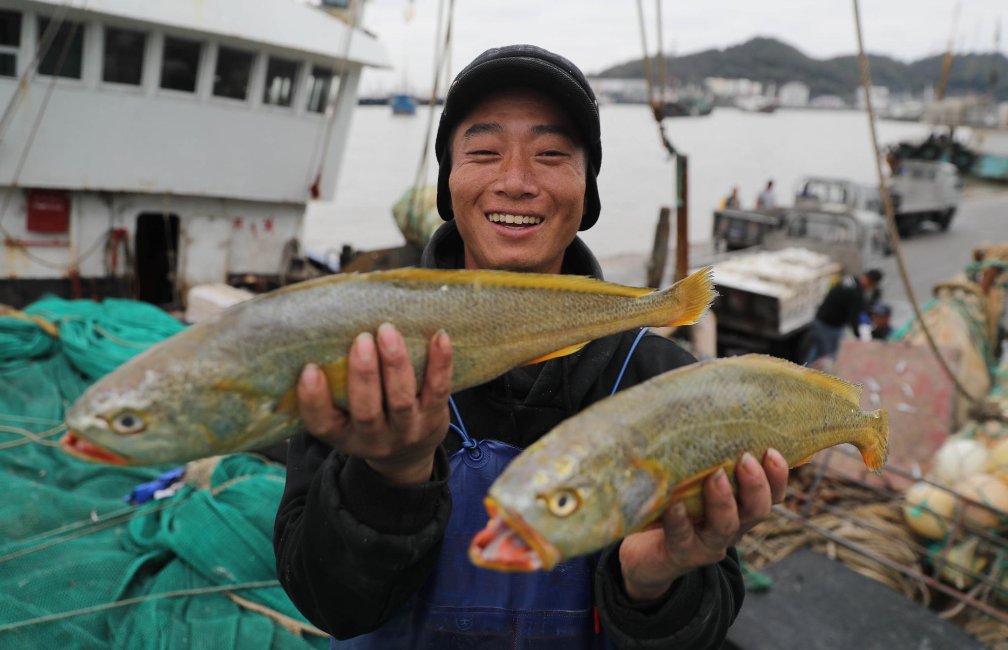 收获野生大黄鱼 渔民乐了