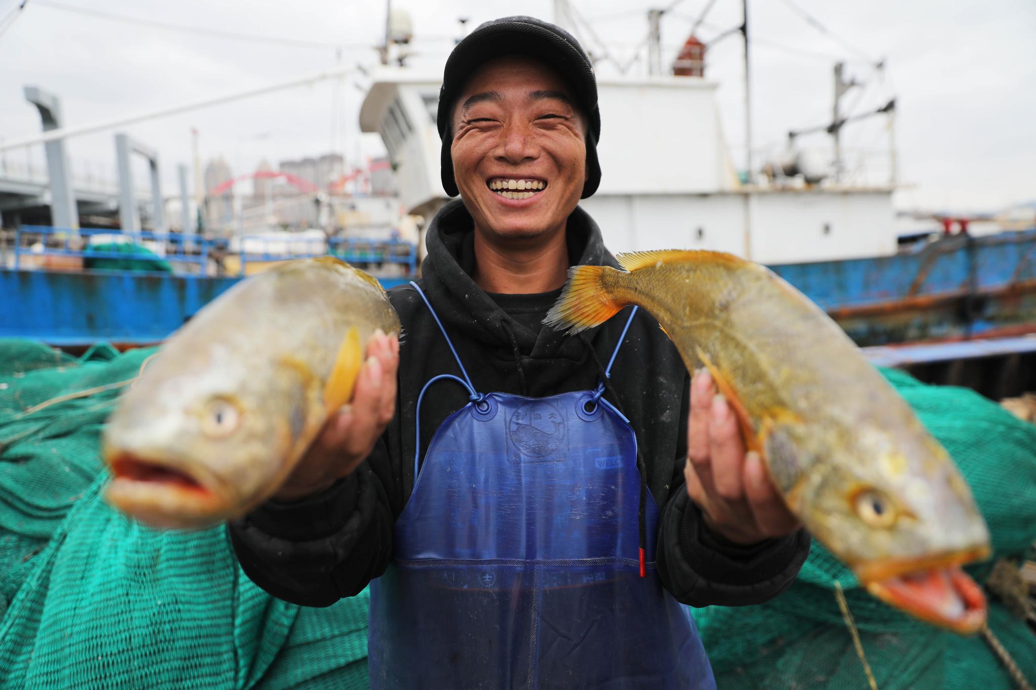 收获野生大黄鱼 渔民乐了