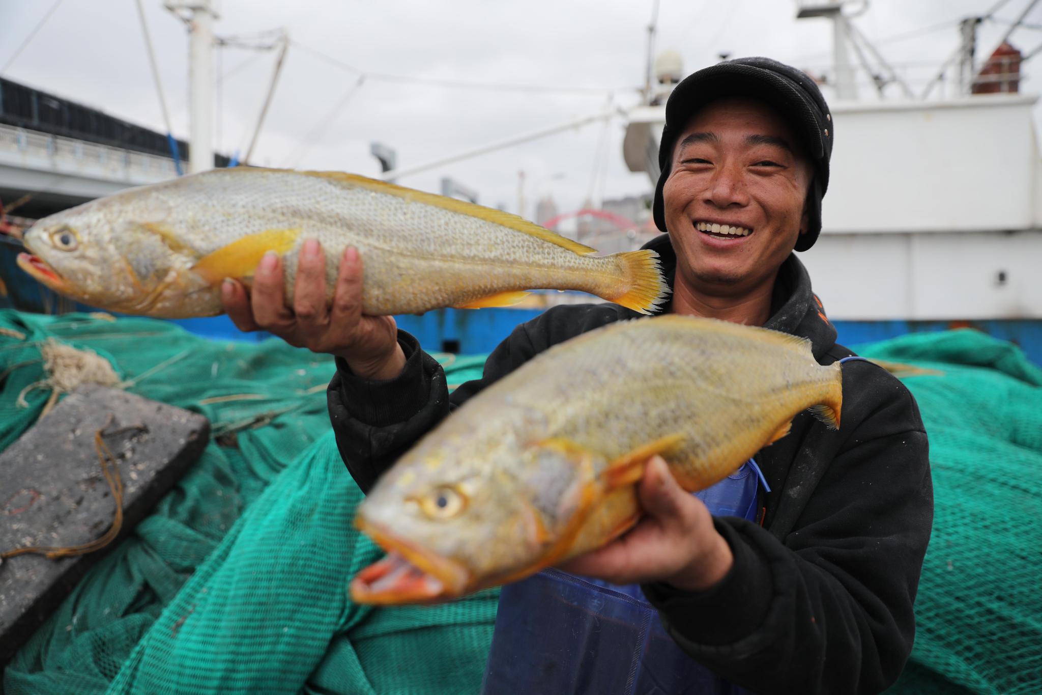 收获野生大黄鱼 渔民乐了