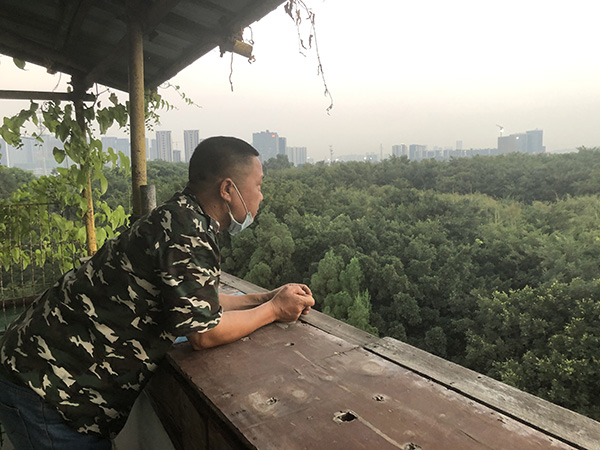 冼铨辉在15米高的简易观景台观察鸟类澎湃新闻记者 陈绪厚  图