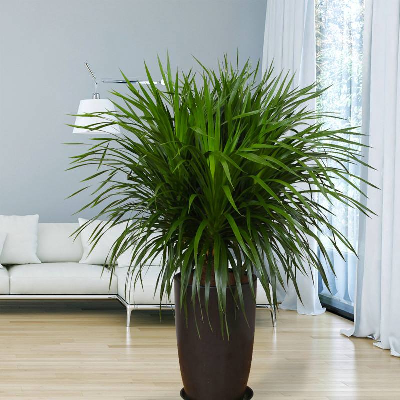 龙血树可是稀罕树叶子一丛丛十分漂亮冬天想养好还需怎样做