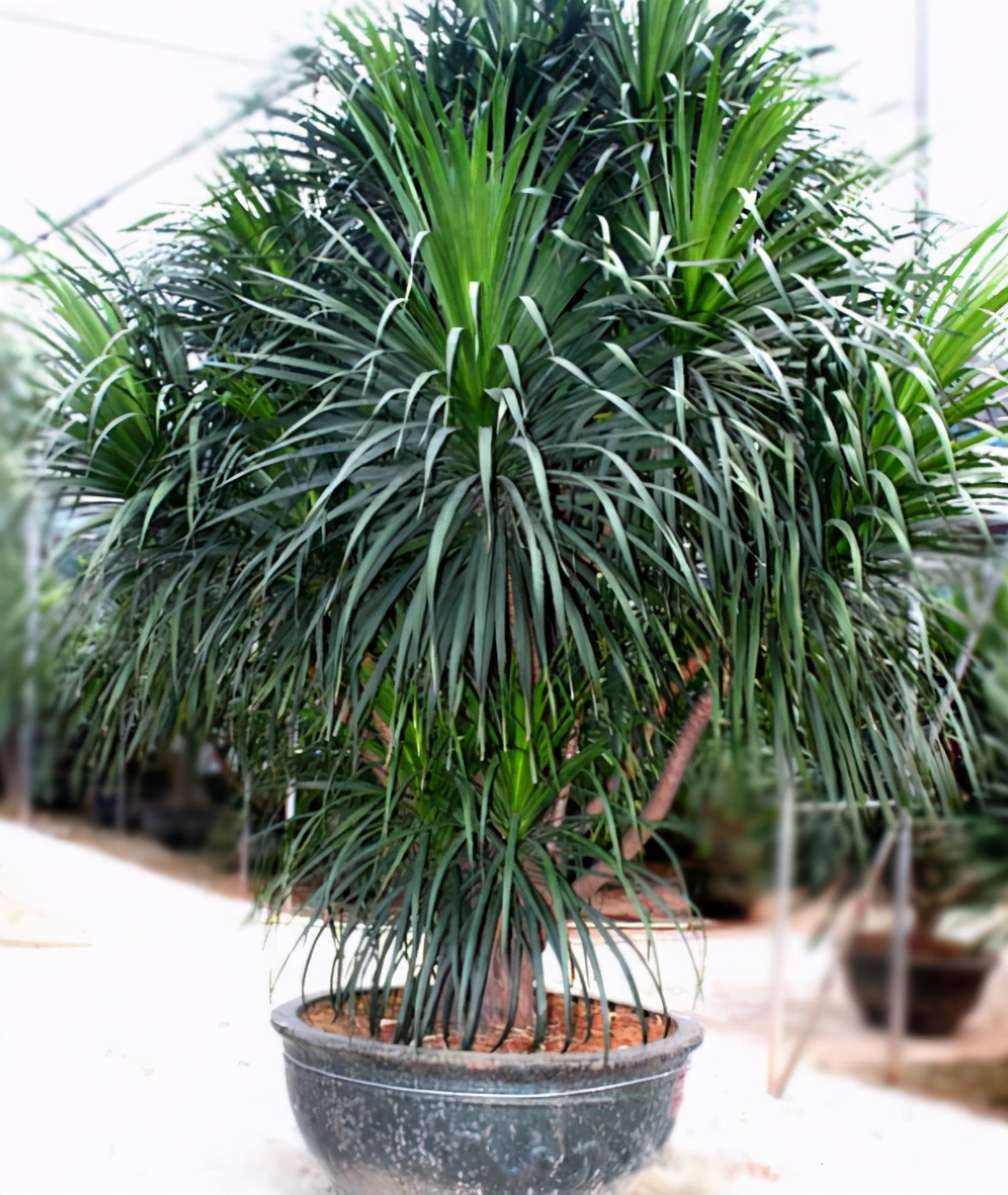 龙血树可是稀罕树叶子一丛丛十分漂亮冬天想养好还需怎样做