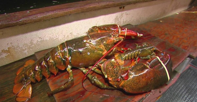 20斤重的大龙虾,你见过吗?