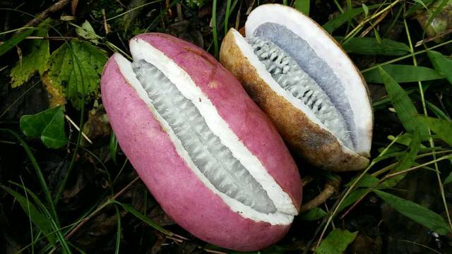 八月|香蕉|果肉_新浪新闻