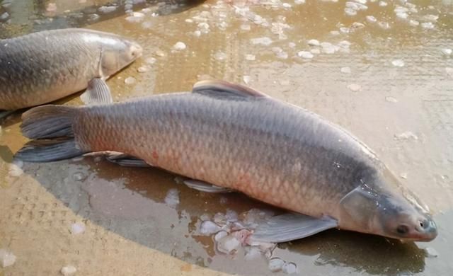 邓刚|钓友|青鱼_新浪新闻