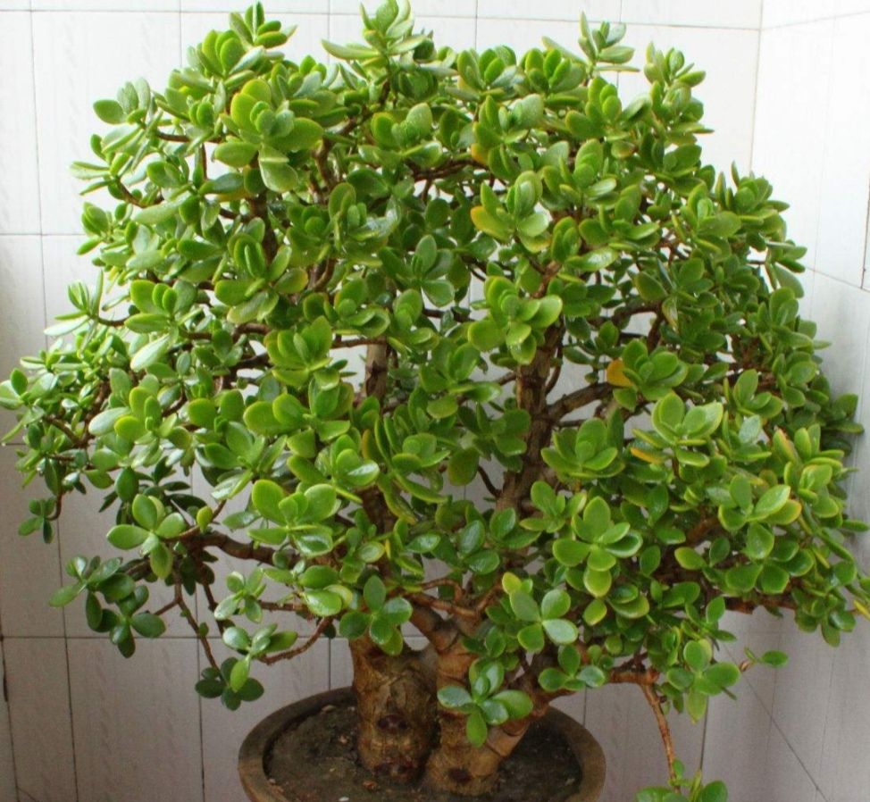 玉树小株养成老桩盆景只需要做好4个步骤长得粗壮株型美观