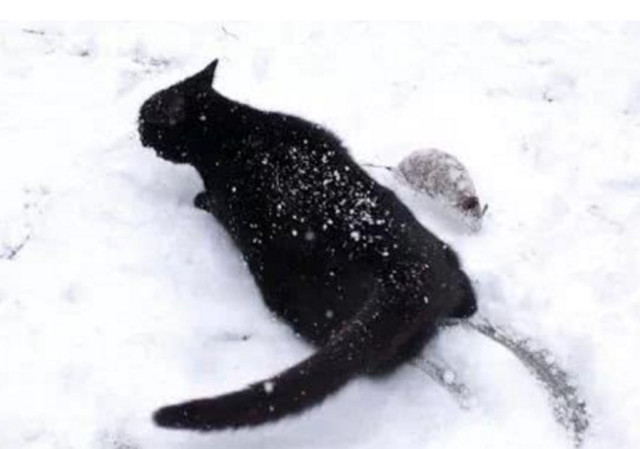 黑猫雪地蹦跑,前一秒还霸气十足,转瞬却"囧态百出"惹人笑