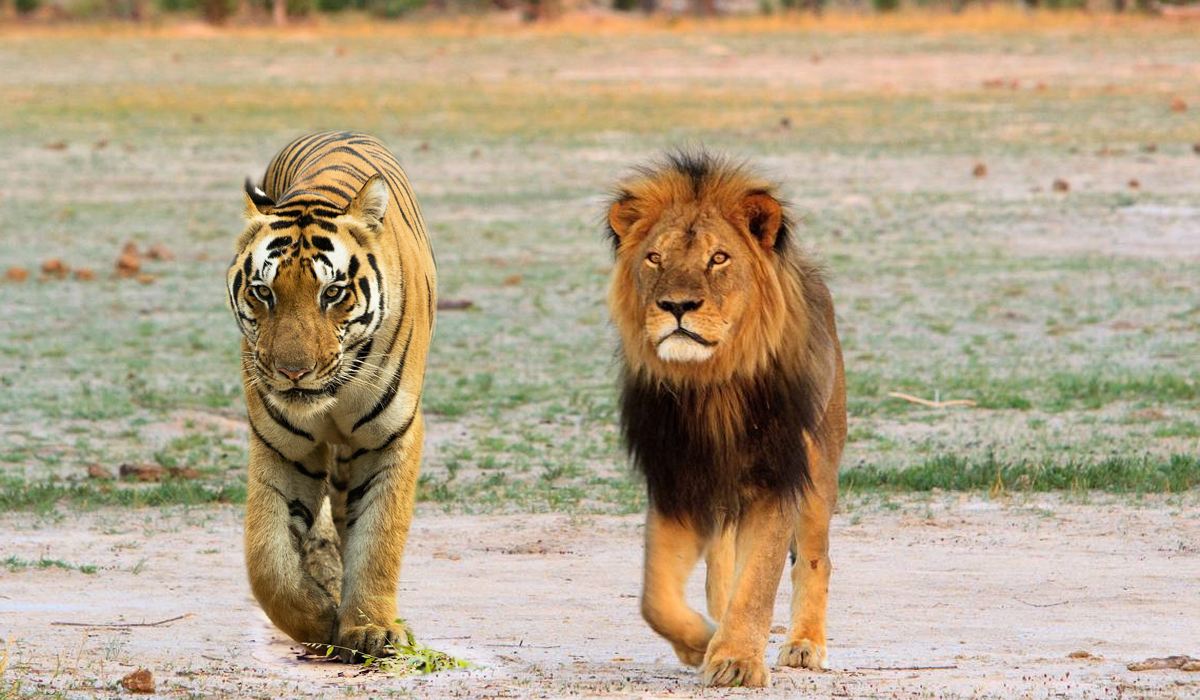 王者之战东北虎与非洲狮对决谁会被打趴下狐狸说出实话