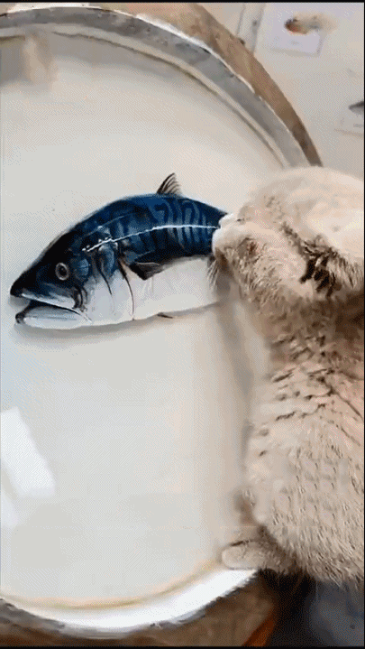 怕点了眼睛之后龙会飞走,今有在树脂里画金鱼不敢让猫看到,为什么呢?